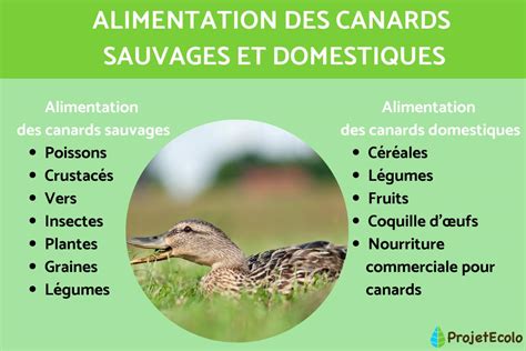 la nourriture des canards.